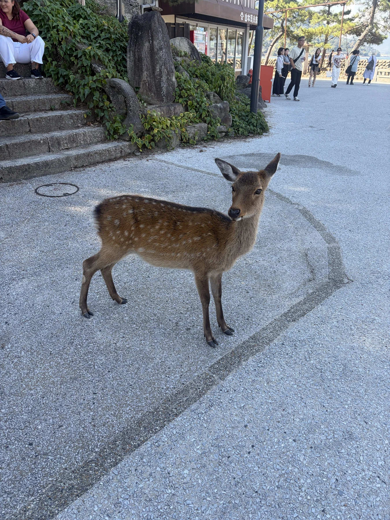 宮島の道に立つ鹿