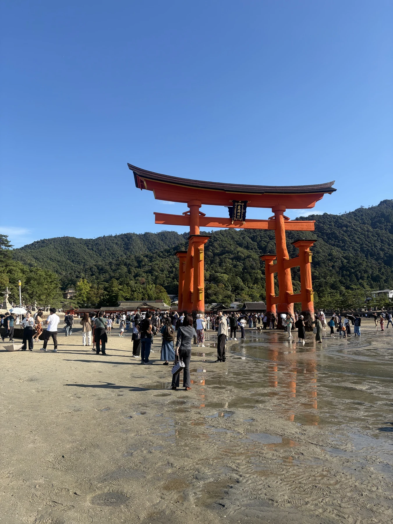 海側から見た干潮の大鳥居と背後の宮島の山